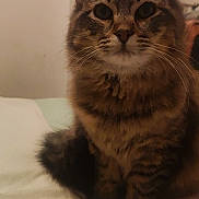 Kiki a rejoint le concours — aidez-le/la à gagner de superbes lots ! cat, tabby_cat, feline, pet, whiskers, ears, fur, indoor, bed, bedding, close_up, portrait, sitting, tail, paws, cute, eyes, nose, cozy, fluffy