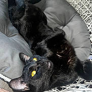 Luna Renee is registered to the contest to win money with this photo: black_cat, cat, pet, animal, feline, yellow_eyes, indoor, cushion, chair, wicker, relaxed, lying_down, fur, whiskers, ears, paw, domestic_cat, cozy, home, resting