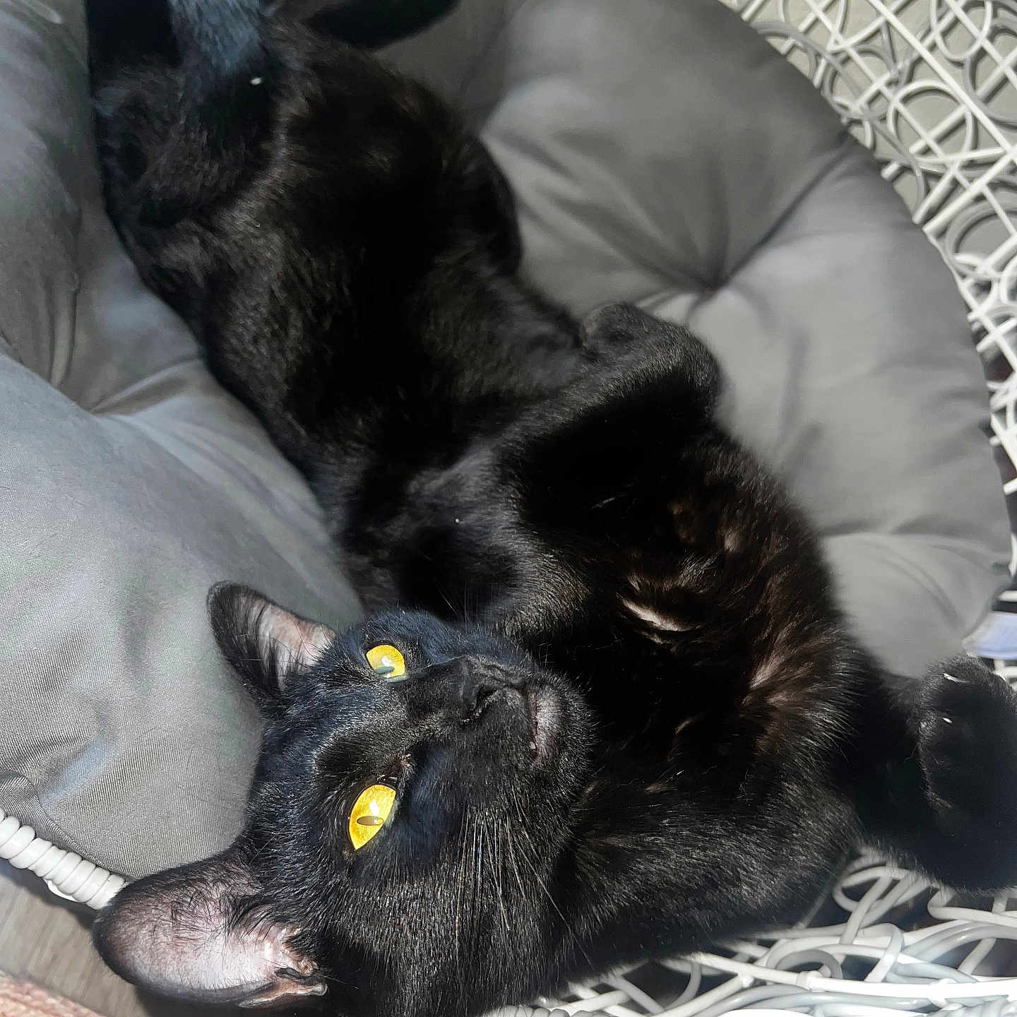 Luna Renee is registered to the contest to win money with this photo: animal, black_cat, cat, chair, cozy, cushion, domestic_cat, ears, feline, fur, home, indoor, lying_down, paw, pet, relaxed, resting, whiskers, wicker, yellow_eyes
