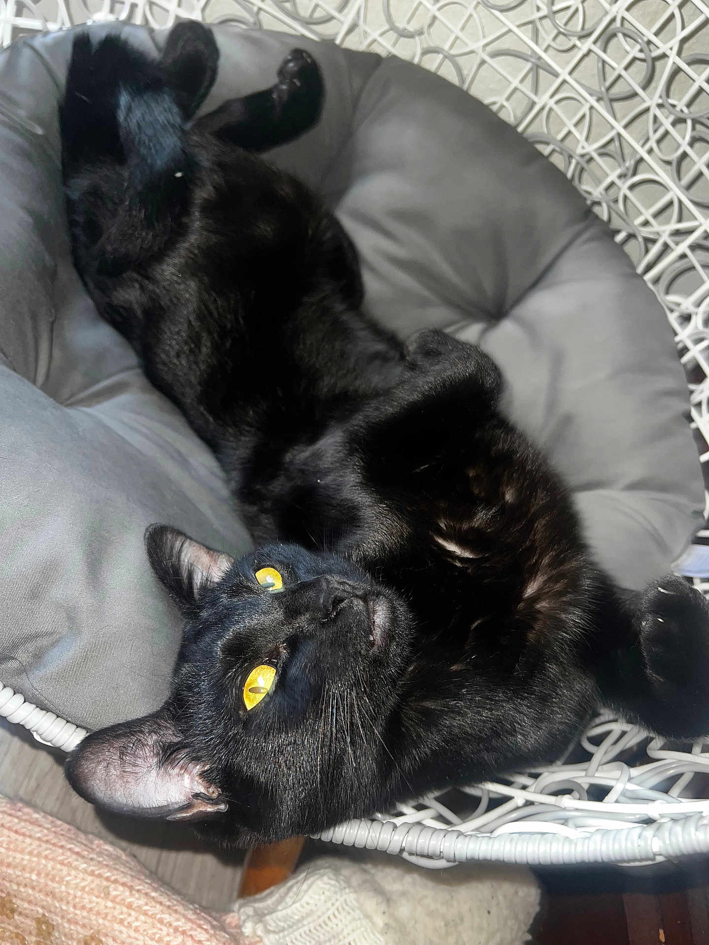 Luna Renee is registered to the contest to win money with this photo: black_cat, cat, pet, animal, feline, yellow_eyes, indoor, cushion, chair, wicker, relaxed, lying_down, fur, whiskers, ears, paw, domestic_cat, cozy, home, resting