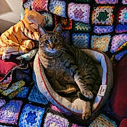 Oliver is registered to the contest to win money with this photo: abyssinian, animal, architecture, armchair, bed, blanket, building, cat, chair, couch, cushion, furniture, homedecor, indoors, kitten, manx, person, pet, quilt, sleeping
