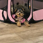 Kookie Doughnetta joined the competition — help win amazing prizes! puppy, dog, small_dog, yorkie, pet, playpen, pink, mesh, collar, paws, fur, indoor, hardwood_floor, cute, sitting, peeking, toy, blanket, looking_at_camera, portrait