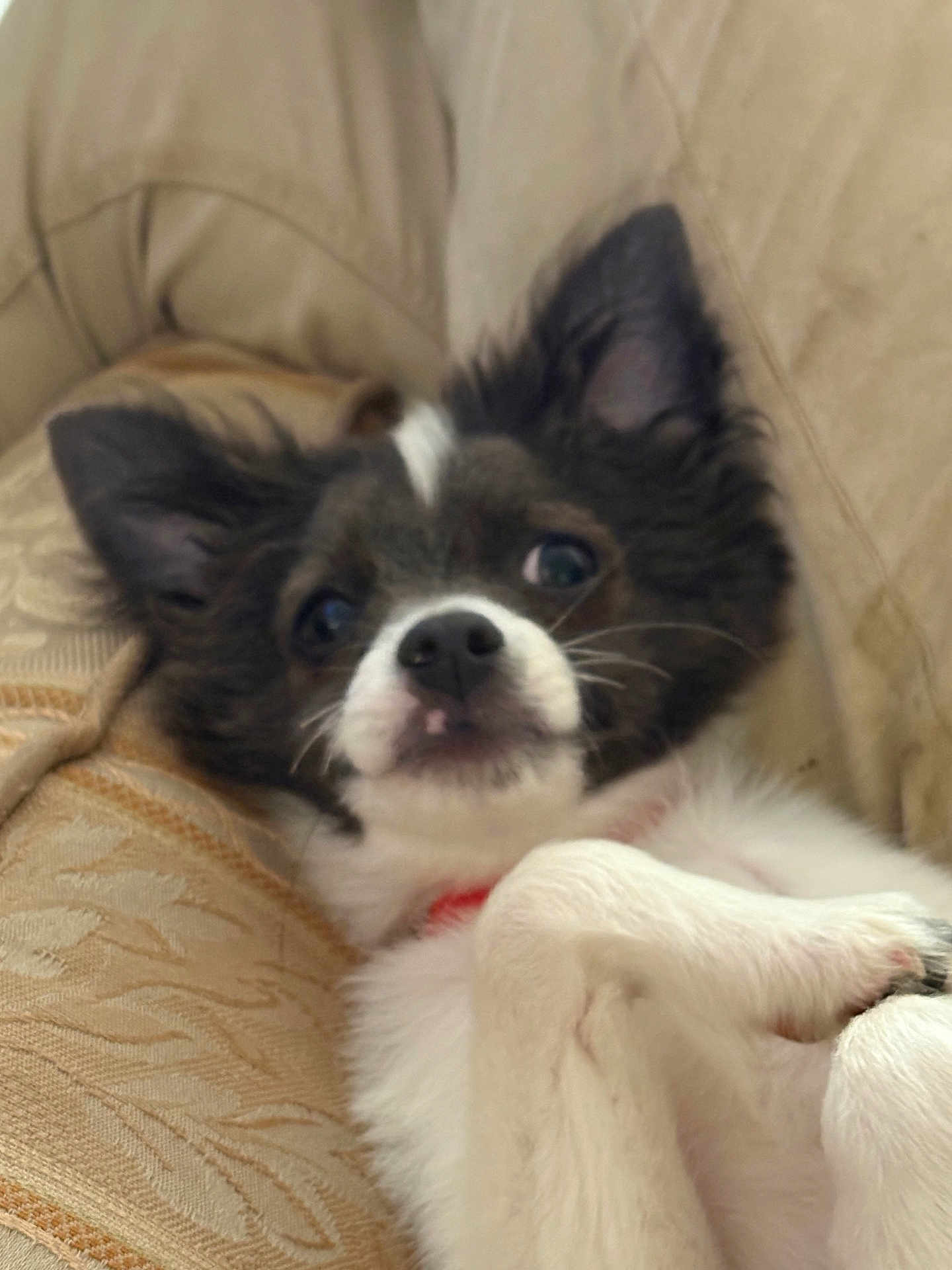 Akyra participe au concours pour gagner de l'argent avec cette photo : dog, puppy, black_and_white, cute, pet, cushion, indoor, fur, ears, nose, whiskers, relaxed, lying_down, close_up, animal, domestic_animal, young, collar, face, canine