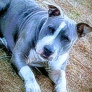 Ronan joined the competition — help win amazing prizes! dog, lying_down, carpet, animal, pet, indoor, white_paws, gray_fur, patterned_floor, canine, resting, looking_up, ears_up, domestic_animal, fur_texture, flooring, quiet, calm, close_up, portrait