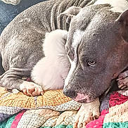 Ronan is registered to the contest to win money with this photo: dog, kitten, animal, pet, cuddle, quilt, gray_dog, white_kitten, fur, paw, resting, indoors, closeup, friendship, cute, cozy, nap, companion, sleeping, snuggle