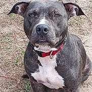 Willow is registered to the contest to win money with this photo: dog, canine, pet, collar, red_collar, gray_dog, white_chest, sitting, outdoor, grass, dirt, animal, loyal, alert, ears_up, short_fur, muzzle, four_legs, portrait, domestic_animal