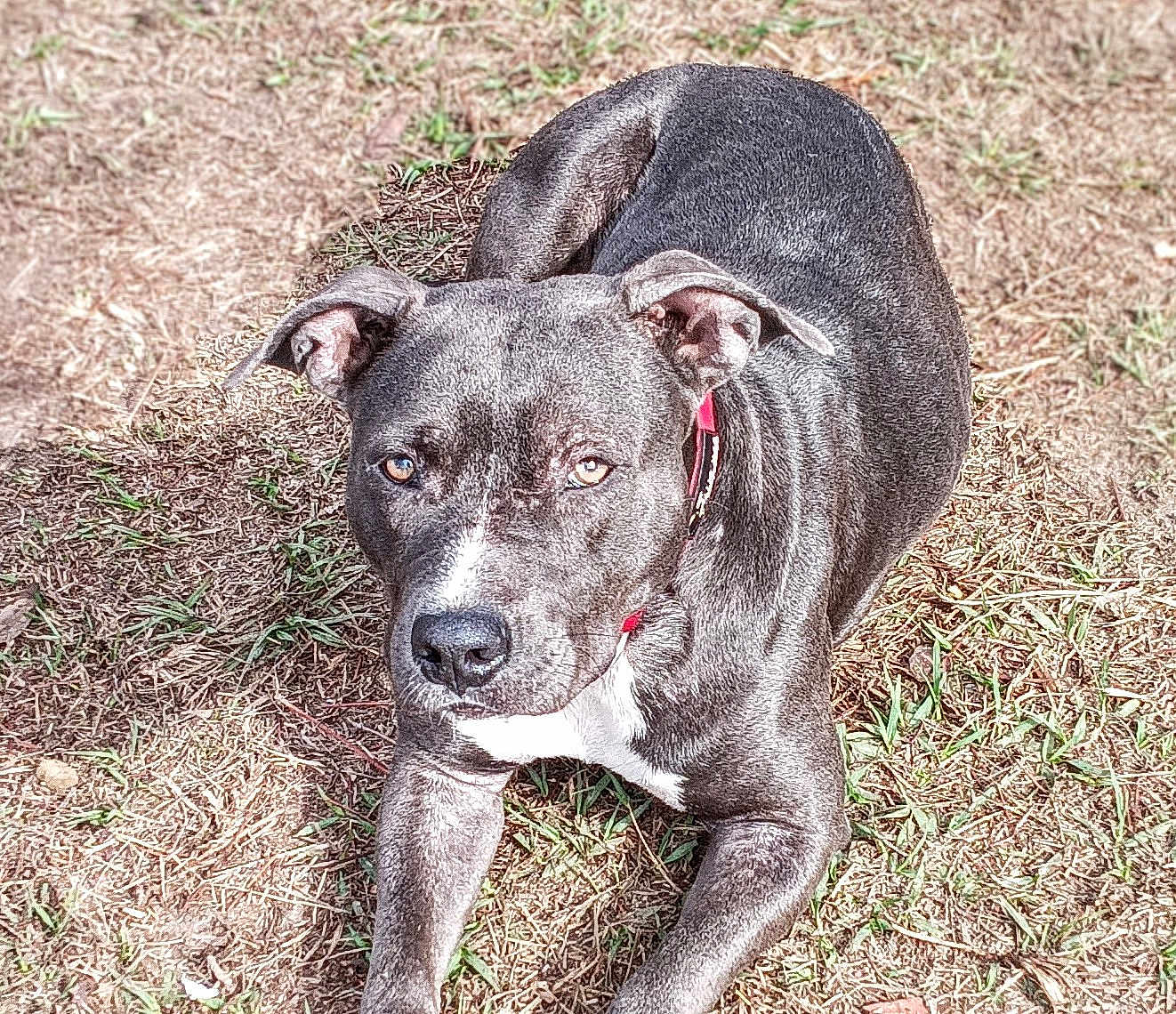 Willow joined the competition — help win amazing prizes! dog, canine, pet, outdoor, grass, animal, collar, gray, laying, fur, ears, face, snout, alert, nature, sunlight, mammal, companion, domestic, ground