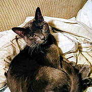 Tue Tue is registered to the contest to win money with this photo: animal, blanket, cat, comfort, couch, cozy, curious, curled_up, ears, eyes, feline, fur, gray_cat, home, indoor, looking, pet, relaxed, resting, whiskers