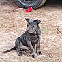 puppy, dog, black_dog, sitting, outdoor, dirt, pine_needles, tire, vehicle, red_cup, collar, ear, tail, grass, ground, pet, animal, young_dog, nature, daylight