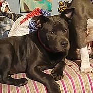 Wiskey joined the competition — help win amazing prizes! dog, indoor, couch, striped, quilt, collar, pet, animal, relaxing, furniture, painting, brown, white_paw, closeup, house, companion, resting, domestic, canine, background