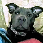 Wiskey is registered to the contest to win money with this photo: animal, background, black_dog, blanket, canine, close_up, collar, cute, dog, domestic_animal, ears, fabric, face, fur, indoor, looking, mammal, pet, portrait, resting