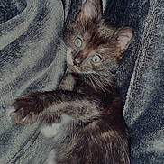 Yuna participe au concours pour gagner de l'argent avec cette photo : kitten, cat, pet, animal, feline, fur, blue_eyes, cute, lying_down, playful, whiskers, small, indoor, texture, blanket, dark_background, soft, young, paws, alert