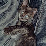 kitten, cat, pet, animal, feline, fur, blue_eyes, cute, lying_down, playful, whiskers, small, indoor, texture, blanket, dark_background, soft, young, paws, alert