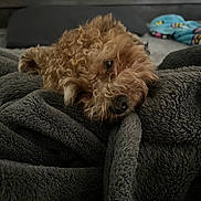 Astro joined the competition — help win amazing prizes! animal, bedroom, blanket, comfort, cozy, curly_fur, cute, dog, fur, gray, home, indoor, pet, plush, relaxed, resting, sleepy, snuggled, soft_texture, warm