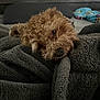 animal, bedroom, blanket, comfort, cozy, curly_fur, cute, dog, fur, gray, home, indoor, pet, plush, relaxed, resting, sleepy, snuggled, soft_texture, warm
