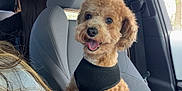 Astro is registered to the contest to win money with this photo: animal, arm, black_harness, brown_dog, car_seat, casual, curly_hair, daylight, dog, happy, human, interior_car, leisure, person, pet, seat, smiling, transportation, travel, window