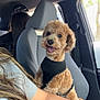 animal, arm, black_harness, brown_dog, car_seat, casual, curly_hair, daylight, dog, happy, human, interior_car, leisure, person, pet, seat, smiling, transportation, travel, window