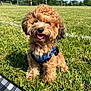 animal, blue_harness, canine, curly_fur, cute, dog, field, grass, greenery, happy, nature, outdoor, park, pet, playing, soccer, sports, summer, sunny, tongue_out