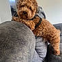 Astro is registered to the contest to win money with this photo: animal, brown_dog, canine, companion, couch, curious, curly_fur, cute, dog, domestic_animal, face, fur, furniture, grey_couch, head_tilt, indoor, leaning, living_room, pet, relaxed