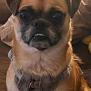 Rumple joined the competition — help win amazing prizes! dog, pet, small_dog, indoor, couch, harness, brown_fur, face, ears, eyes, mouth, teeth, sitting, furniture, cushion, wood, shelf, home, cute, portrait