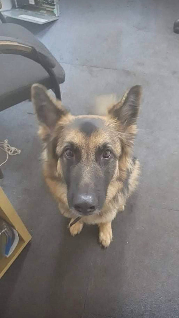 Gwen joined the competition — help win amazing prizes! canidae, carnivore, companion_dog, dog, dog_breed, fawn, flooring, fur, german_shepherd_dog, herding_dog, old_german_shepherd_dog, sporting_group, street_dog, terrestrial_animal, whiskers, working_animal, working_dog