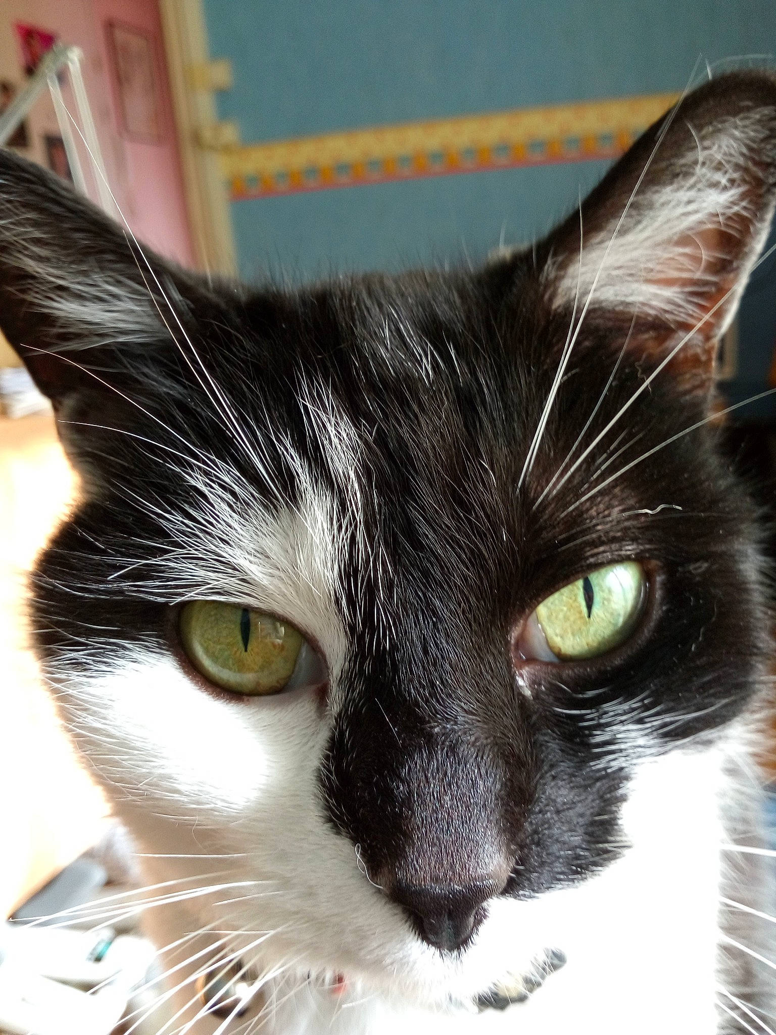 Eva a rejoint le concours — aidez-le/la à gagner de superbes lots ! carnivore, cat, comfort, curious, domestic_short_haired_cat, ear, eye, eyelash, felidae, fur, hair, head, iris, photography, small_to_medium_sized_cats, snout, tail, terrestrial_animal, whiskers, window