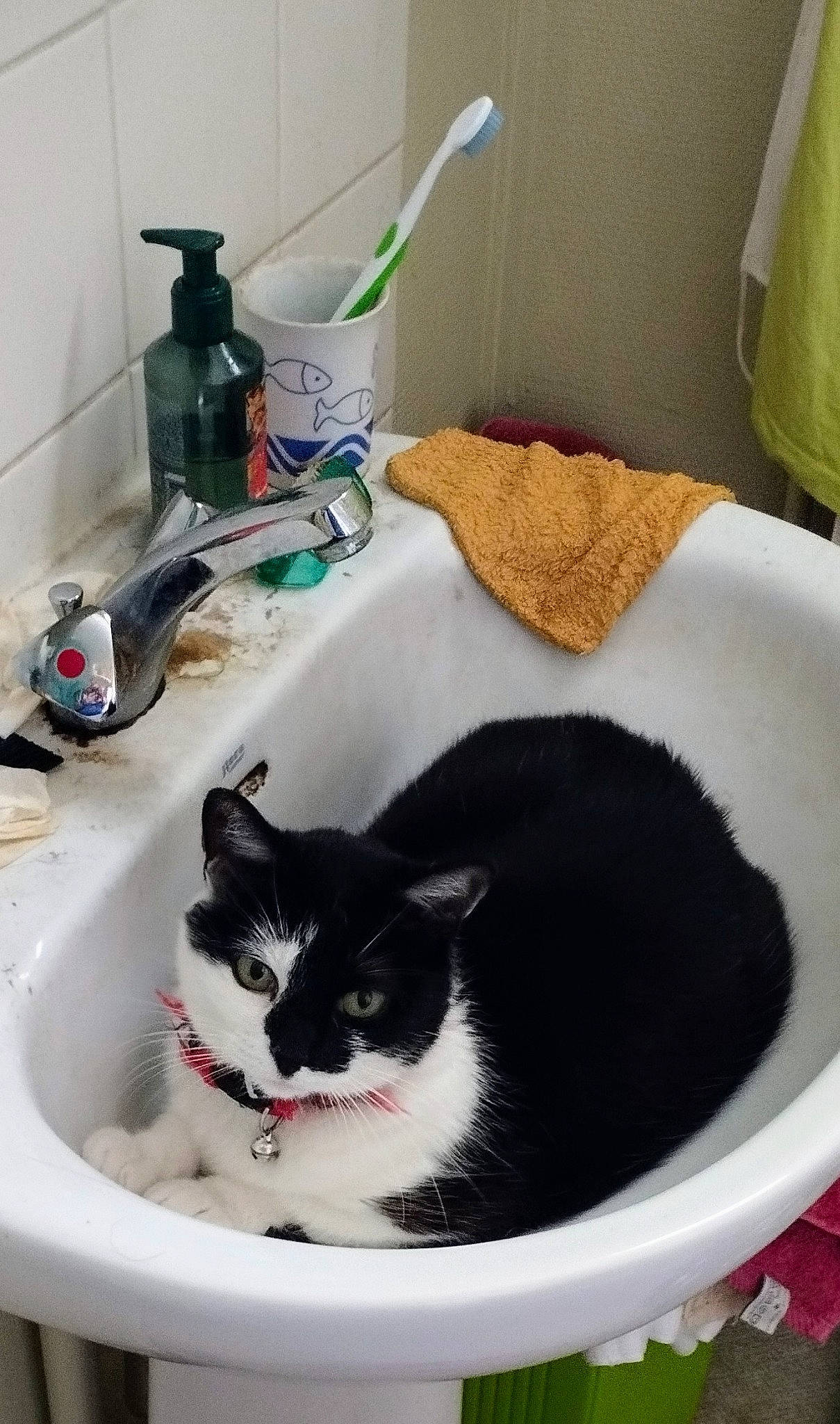 Eva a rejoint le concours — aidez-le/la à gagner de superbes lots ! bathroom, carnivore, cat, cat_supply, comfort, domestic_short_haired_cat, felidae, fur, gas, kitchen_appliance, mammal, pet_supply, plumbing, plumbing_fixture, room, sink, small_to_medium_sized_cats, tail, tap, whiskers