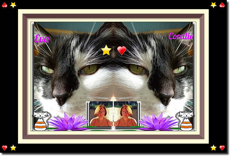 Eva a rejoint le concours — aidez-le/la à gagner de superbes lots ! art, beauty, carnivore, cat, design, electronic_device, felidae, font, magenta, mammal, multimedia_software, photograph, picture_frame, purple, rectangle, screenshot, small_to_medium_sized_cats, snapshot, technology, whiskers