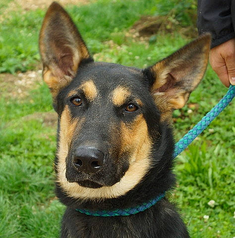 Hellios a rejoint le concours — aidez-le/la à gagner de superbes lots ! canidae, carnivore, collar, companion_dog, dog, dog_breed, east_european_shepherd, eye, fawn, fur, german_shepherd_dog, grass, herding_dog, king_shepherd, old_german_shepherd_dog, plant, snout, sporting_group, terrestrial_animal, working_dog