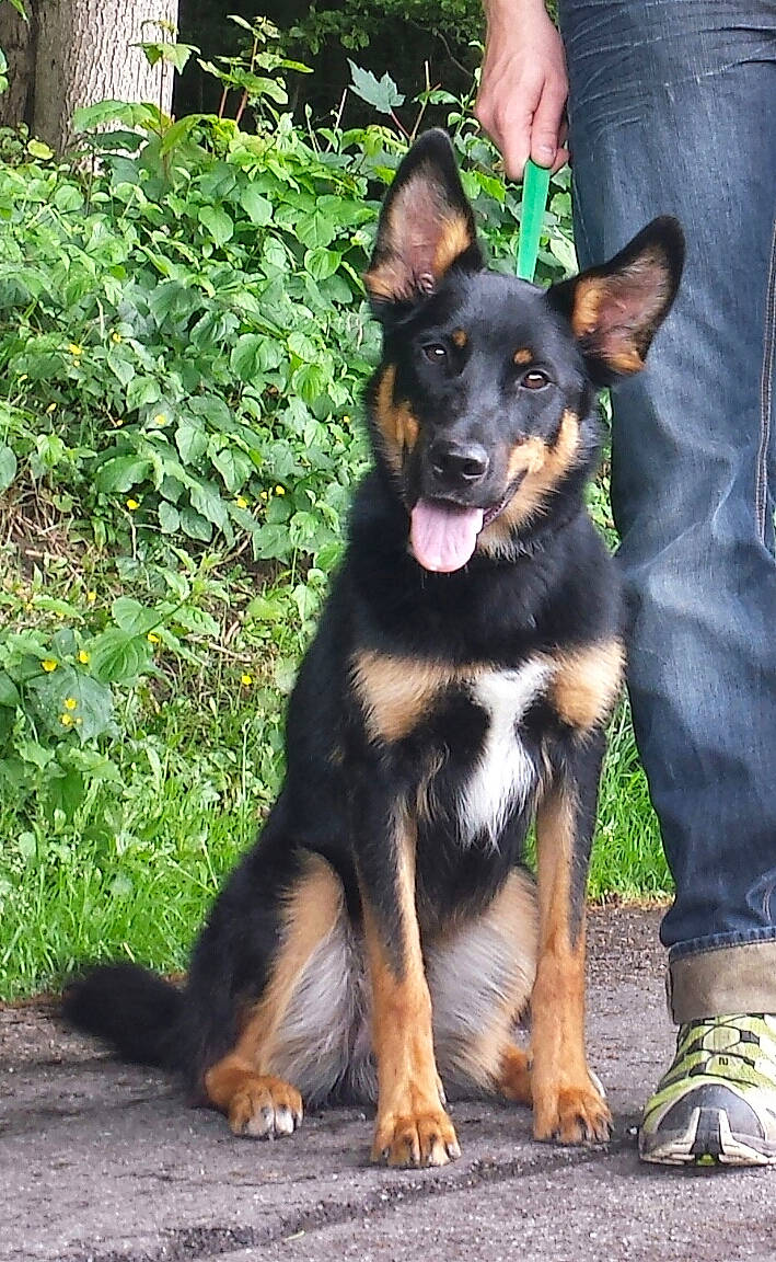 Hellios participe au concours pour gagner de l'argent avec cette photo : canidae, carnivore, companion_dog, dog, dog_breed, fur, groundcover, guard_dog, herding_dog, plant, sandal, sharing, snout, sporting_group, terrestrial_animal, toy_dog, working_animal, working_dog