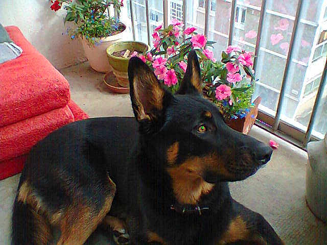 Hellios