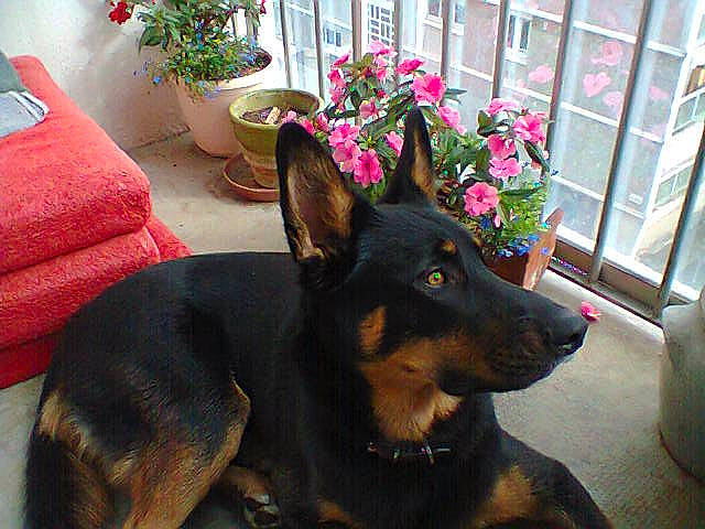 Hellios a rejoint le concours — aidez-le/la à gagner de superbes lots ! canidae, carnivore, collar, companion_dog, dobermann, dog, dog_breed, fawn, fence, flower, flowerpot, guard_dog, houseplant, pet_supply, pinscher, plant, snout, sporting_group, working_animal, working_dog