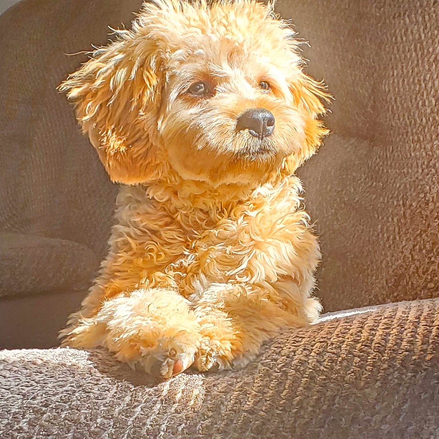 Dunkin is registered to the contest to win money with this photo: animal, armchair, canine, chair, cockerspaniel, couch, cushion, dog, furniture, homedecor, pet, poodle, puppy, terrier, whitedog