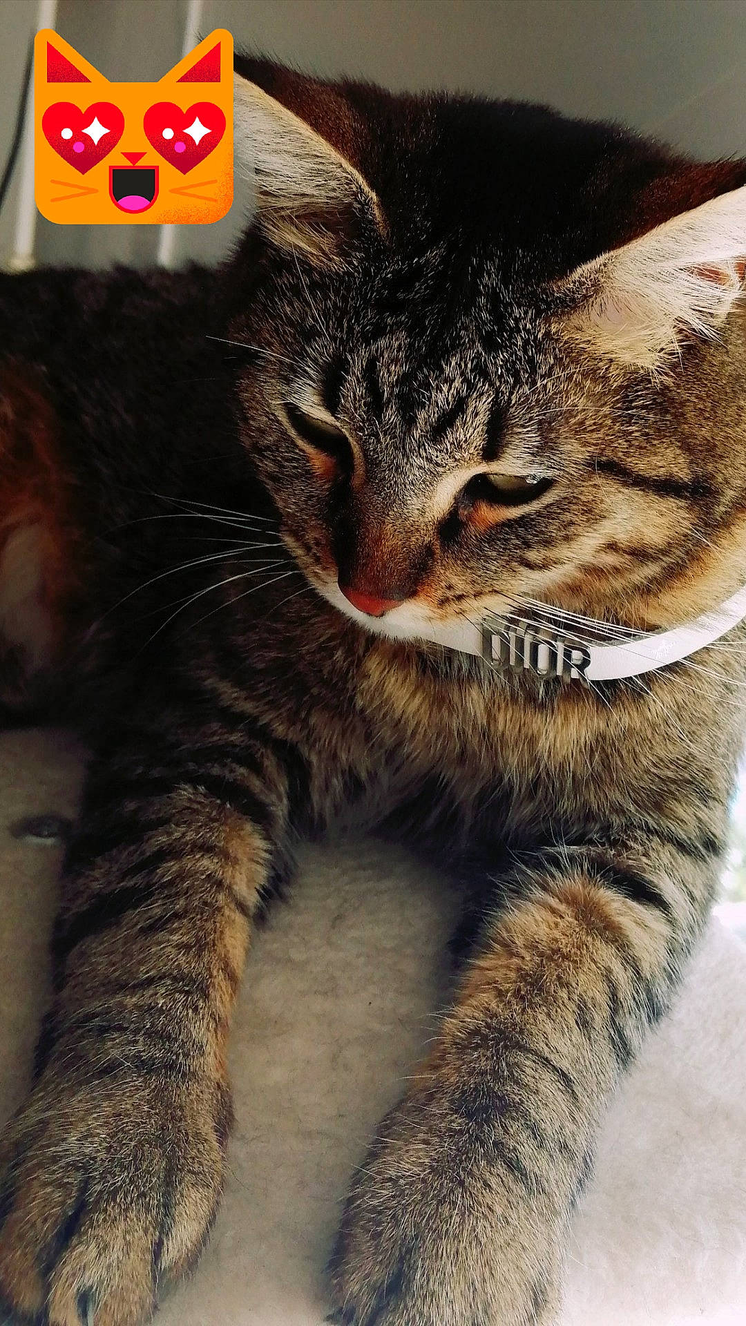 Angie participe au concours pour gagner de l'argent avec cette photo : carnivore, cat, claw, domestic_short_haired_cat, felidae, fur, mammal, paw, photo_caption, small_to_medium_sized_cats, snout, tail, terrestrial_animal, tree, vertebrate, whiskers, wildlife