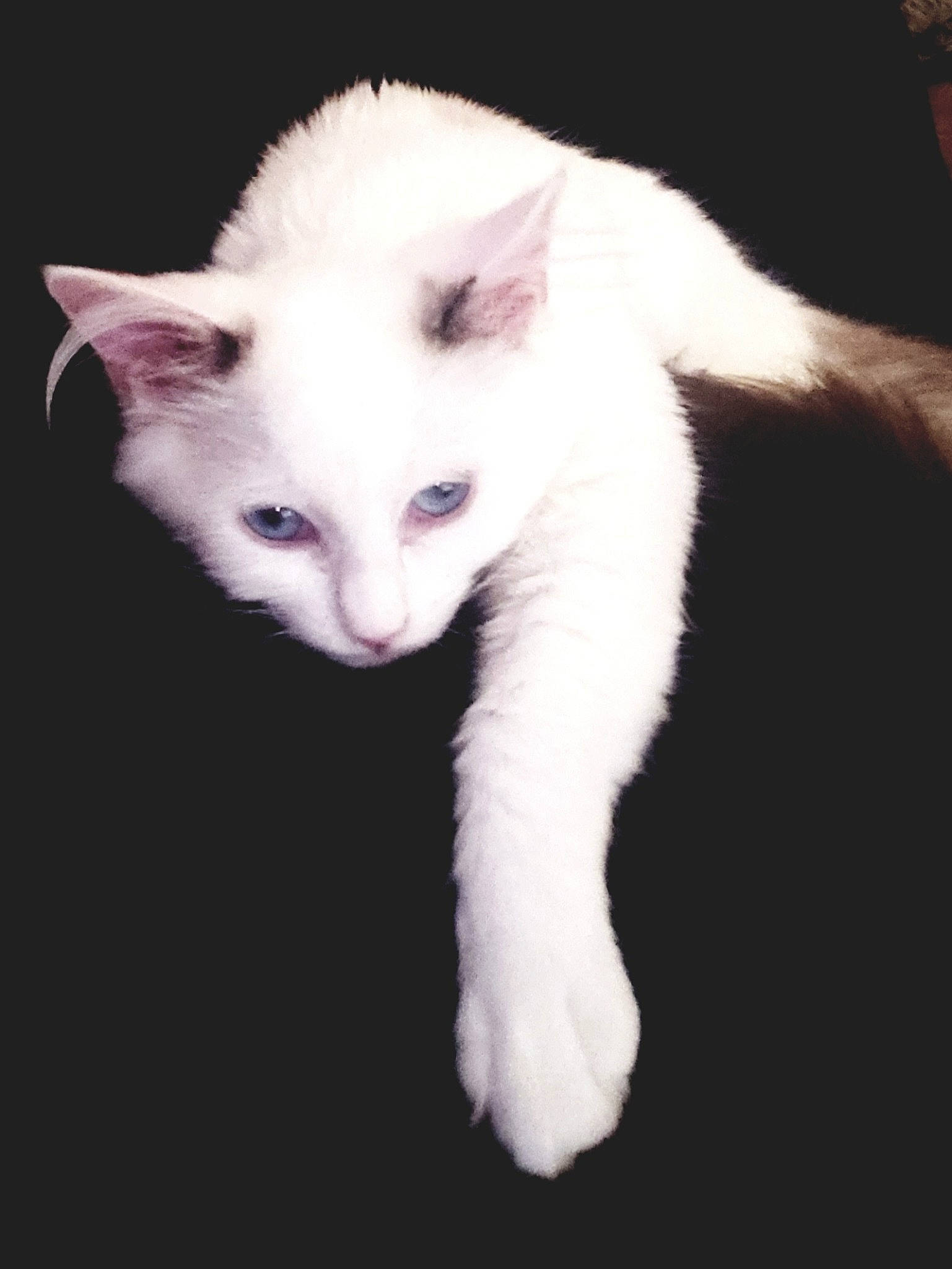 Snoball is registered to the contest to win money with this photo: carnivore, cat, colorpoint_shorthair, ear, eye, felidae, fur, javanese, khao_manee, kitten, mammal, ojos_azules, oriental_longhair, ragdoll, small_to_medium_sized_cats, tail, turkish_angora, turkish_van, vertebrate, whiskers