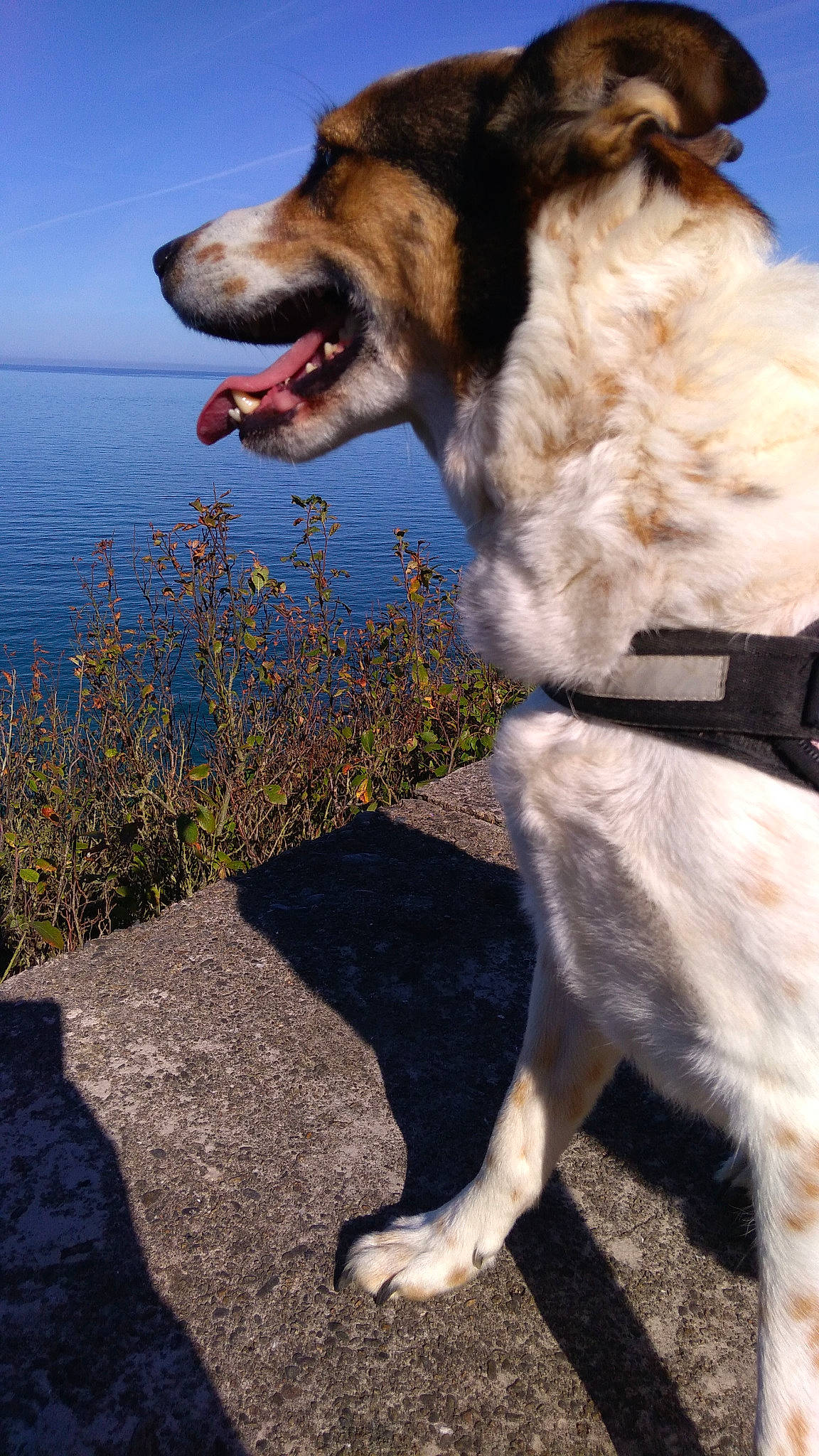 Fidji participe au concours pour gagner de l'argent avec cette photo : carnivore, collar, companion_dog, dog, dog_breed, dog_collar, fang, fawn, fur, gesture, grass, happy, lake, leash, plant, sky, sporting_group, tail, water, working_animal