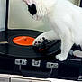Zora participe au concours pour gagner de l'argent avec cette photo : cat, white_cat, black_spots, vinyl_record, turntable, record_player, paw, music, retro, vintage, audio_equipment, indoor, curious, feline, playing, closeup, technology, black_and_white, electronics, record