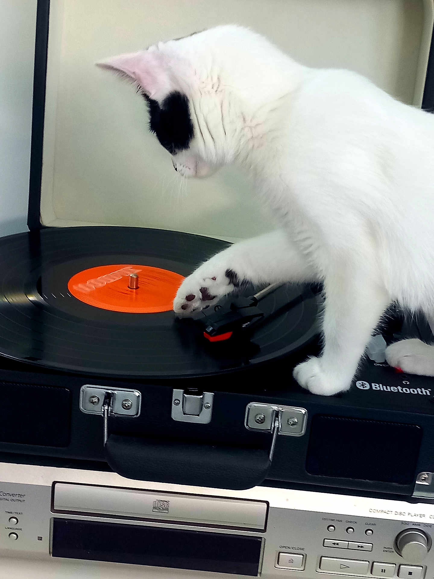 Zora participe au concours pour gagner de l'argent avec cette photo : cat, white_cat, black_spots, vinyl_record, turntable, record_player, paw, music, retro, vintage, audio_equipment, indoor, curious, feline, playing, closeup, technology, black_and_white, electronics, record