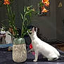 cat, kitten, flower, vase, table, indoor, plant, orange_flower, white_cat, black_markings, curious, pet, home, decor, furniture, reflection, glasses, living_room, curtain, door