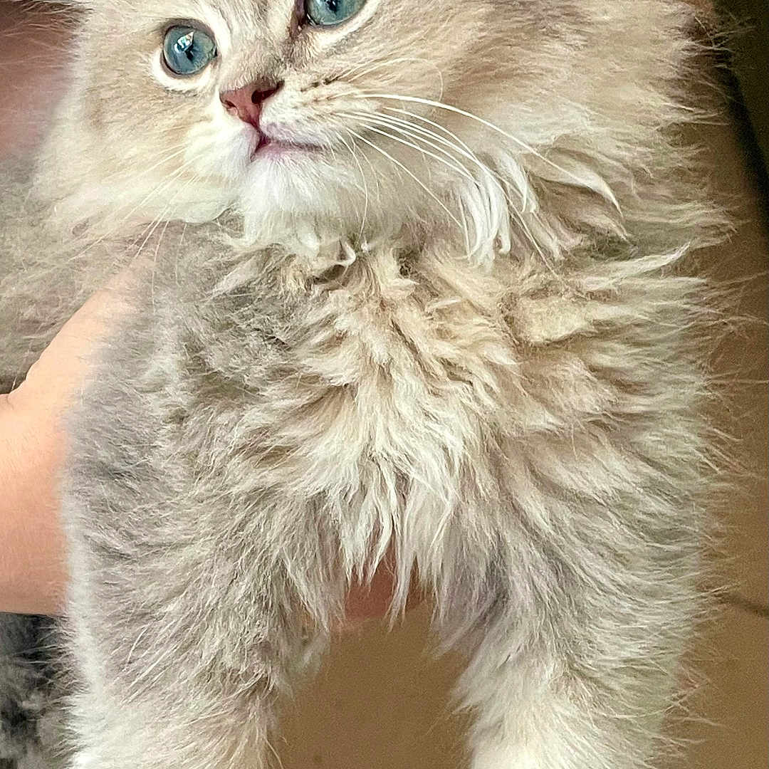 Babouche