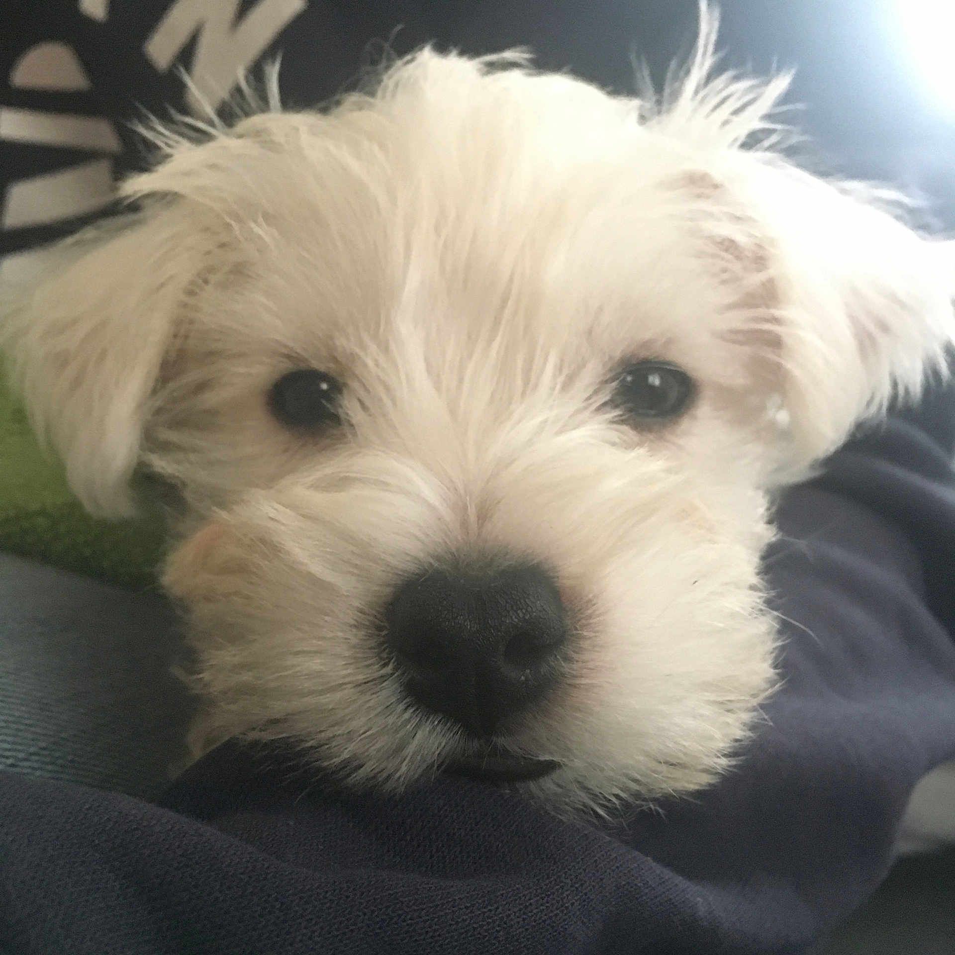 Plumo