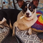 Milli joined the competition — help win amazing prizes! animal, black, blanket, brown, chew_stick, colorful, cozy, cushion, cute, dog, ear, furniture, home, indoor, looking, patterned, pet, relaxed, resting, white