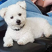 Kalin participe au concours pour gagner de l'argent avec cette photo : dog, white_dog, curly_fur, pet, indoor, lounge, black_leather, collar, cute, animal, companion, relaxed, fur, small_dog, curious, cushion, person, casual_clothing, home, comfort