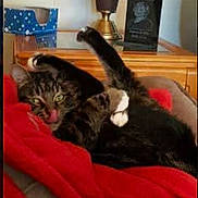 Chester joined the competition — help win amazing prizes! cat, tabby, stretching, red_blanket, furniture, lamp, table, indoor, pet, relaxed, cozy, home, whiskers, paws, fur, animal, cute, resting, tongue_out, playful