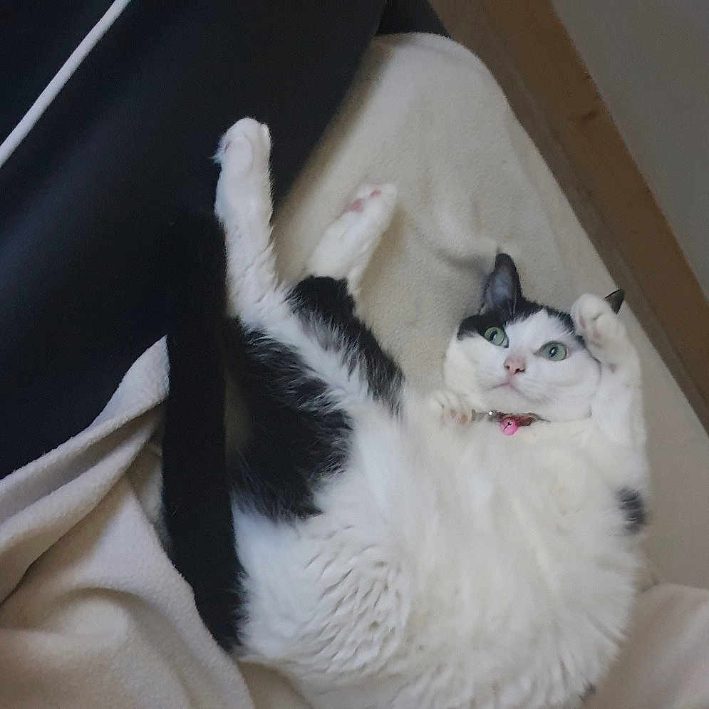 Niki