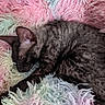 Abysse a rejoint le concours — aidez-le/la à gagner de superbes lots ! cat, sleeping, curly_fur, black_fur, pet, animal, indoors, blanket, shaggy_blanket, pastel_colors, pink, blue, green, cozy, relaxed, resting, closeup, portrait, soft_texture, nap