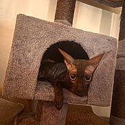 Abysse participe au concours pour gagner de l'argent avec cette photo : cat, sphynx_cat, hairless_cat, pet, feline, animal, face, eyes, ears, whiskers, cat_tree, scratching_post, cubby, carpet, indoors, home, relaxed, lounging, portrait, brown