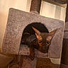 cat, sphynx_cat, hairless_cat, pet, feline, animal, face, eyes, ears, whiskers, cat_tree, scratching_post, cubby, carpet, indoors, home, relaxed, lounging, portrait, brown
