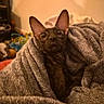 Abysse a rejoint le concours — aidez-le/la à gagner de superbes lots ! cat, sphynx_cat, pet, animal, hairless, ears, eyes, face, portrait, blanket, bed, cozy, indoors, bedroom, warm_lighting, sitting, snuggling, fuzzy, cute, funny