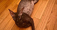 Abysse a rejoint le concours — aidez-le/la à gagner de superbes lots ! cat, curly_coat, lying_down, stretched, wide_eyes, pointed_ears, indoor, hardwood_floor, wooden_floor, home, dining_area, chair, table, furniture, warm_lighting, brown_cat, pet, animal, portrait, relaxed